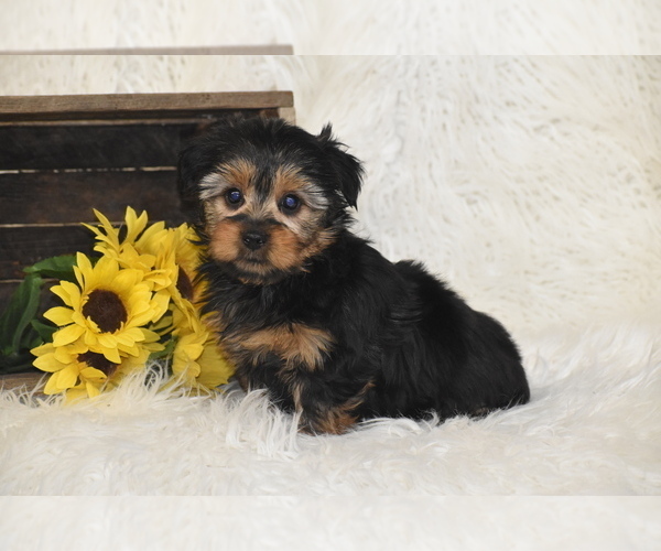 Medium Photo #3 Yorkshire Terrier Puppy For Sale in ELDORADO, OH, USA