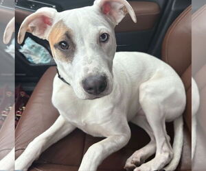 Mutt Dogs for adoption in Brooklyn Center, MN, USA