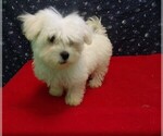 Small Photo #15 Maltese Puppy For Sale in PATERSON, NJ, USA