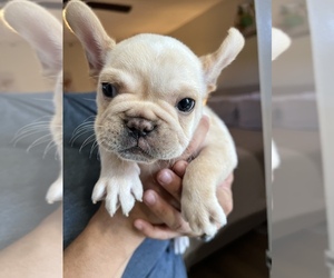 French Bulldog Puppy for sale in NORWALK, CA, USA