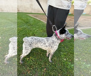 Rio Roo - Female Mutt Dog for Adoption - Photo #6