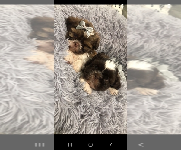 Medium Photo #9 Shih Tzu Puppy For Sale in OTTAWA, OH, USA