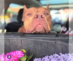 Small #1 American Pit Bull Terrier Mix