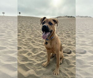 Labrador Retriever-Unknown Mix Dogs for adoption in Pacifica, CA, USA