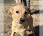 Small Labrador Retriever Mix