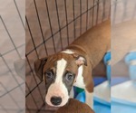 Small #3 Great Dane Mix