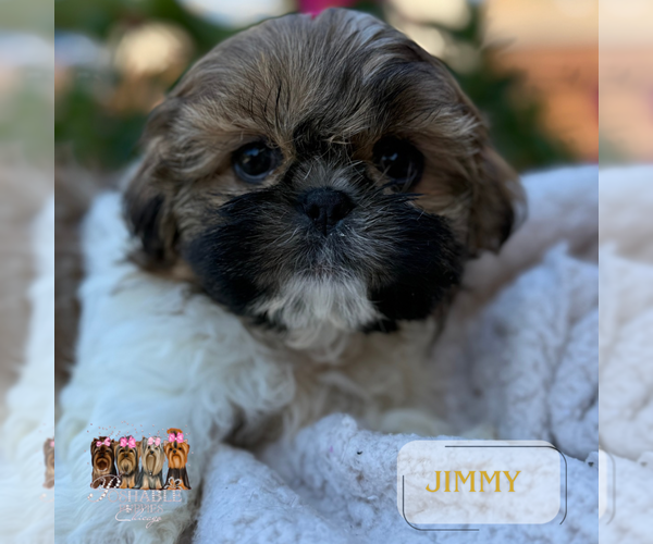 Medium Photo #3 Shih Tzu Puppy For Sale in ADDISON, IL, USA