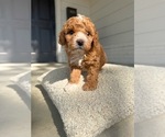 Small #3 Poodle (Miniature)