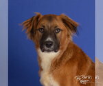 Small #2 Colonial Cocker Spaniel-Golden Retriever Mix