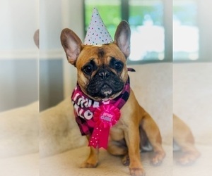 Mother of the French Bulldog puppies born on 04/06/2025