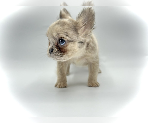 Medium Photo #3 French Bulldog Puppy For Sale in AUSTIN, TX, USA