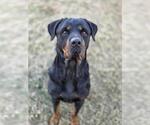 Small Rottweiler