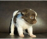 Image preview for Ad Listing. Nickname: Litter of 3