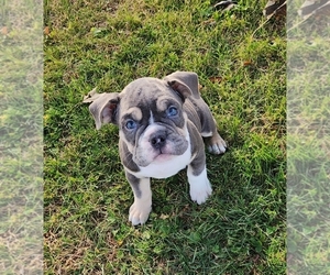 Olde English Bulldogge Dogs for adoption in Coal Valley, IL, USA