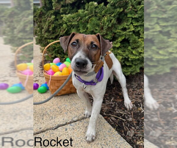 Medium Photo #2 Jack Russell Terrier Puppy For Sale in Lancaster, PA, USA