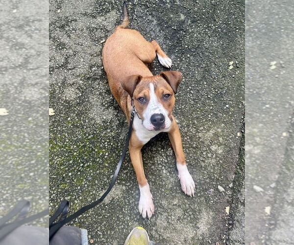 Medium Photo #34 Boxador Puppy For Sale in Brewster, NY, USA