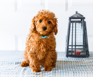 Medium Poodle (Toy)