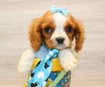 Small Photo #6 Cavalier King Charles Spaniel Puppy For Sale in LAS VEGAS, NV, USA