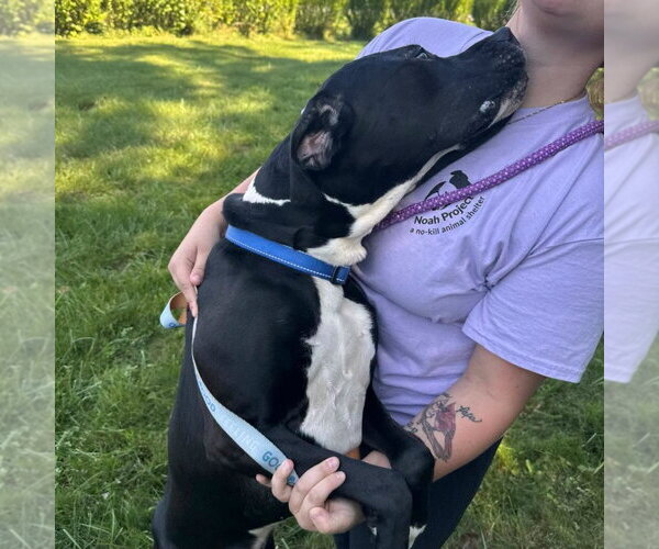Medium Photo #4 Mutt Puppy For Sale in Muskegon, MI, USA