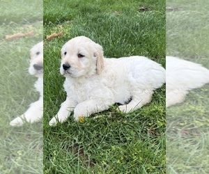 Goldendoodle Puppy for sale in MC CONNELLSBURG, PA, USA