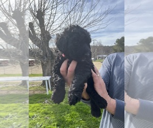 Goldendoodle Puppy for sale in AUBERRY, CA, USA