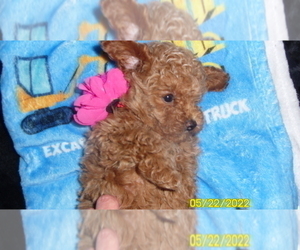 Poodle (Toy) Puppy for sale in DULUTH, GA, USA