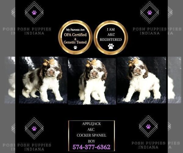 Medium Photo #2 Cocker Spaniel Puppy For Sale in WARSAW, IN, USA