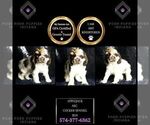 Small Photo #64 Cocker Spaniel Puppy For Sale in WARSAW, IN, USA