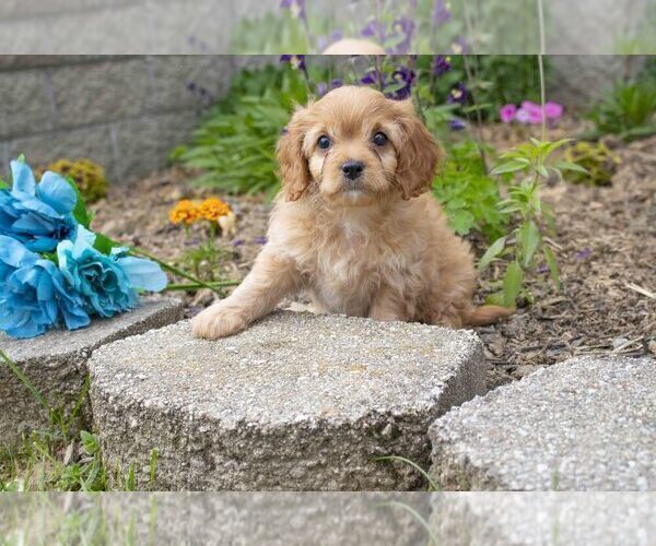 Medium Photo #1 Cavapoo Puppy For Sale in SUGARCREEK, OH, USA