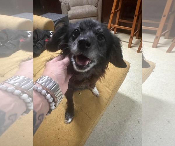 Medium Photo #2 Chiranian Puppy For Sale in Westwood, NJ, USA