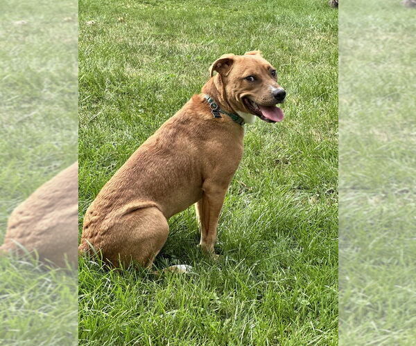 Medium Photo #20 Mutt Puppy For Sale in Mundelein, IL, USA