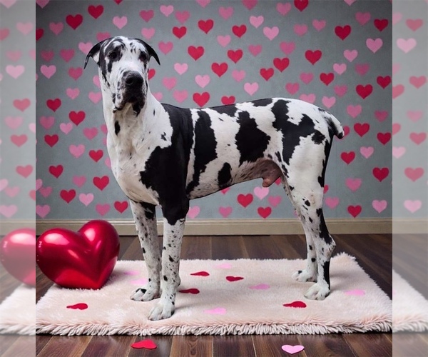 Medium Photo #1 Great Dane Puppy For Sale in MEMPHIS, MO, USA