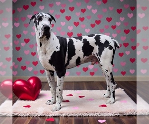 Father of the Great Dane puppies born on 12/18/2025