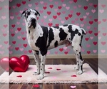 Small Photo #1 Great Dane Puppy For Sale in MEMPHIS, MO, USA