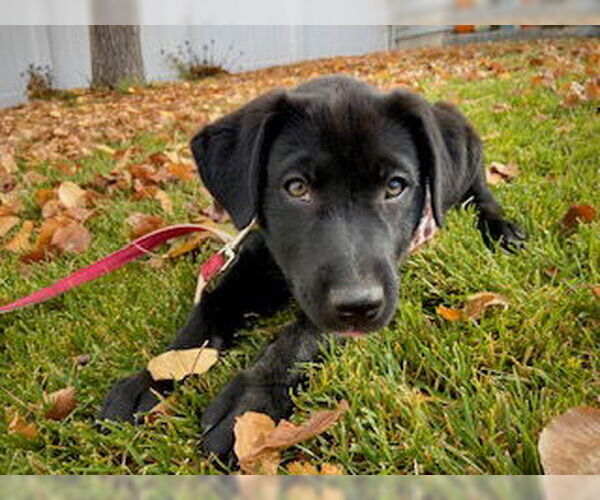 Medium Photo #4 Labrador Retriever-Unknown Mix Puppy For Sale in MIDWAY, UT, USA