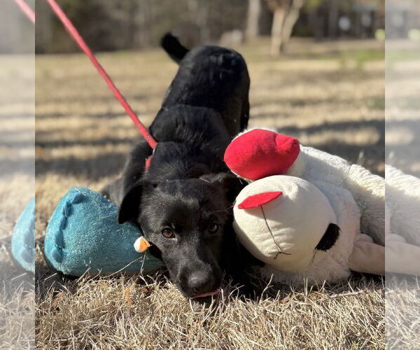 Medium Photo #7 Labrador Retriever-Unknown Mix Puppy For Sale in Yardley, PA, USA