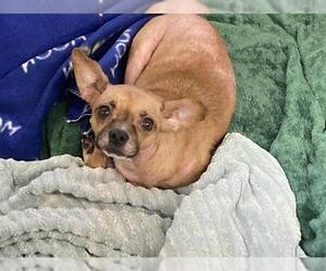 Chihuahua Dogs for adoption in Orange, CA, USA