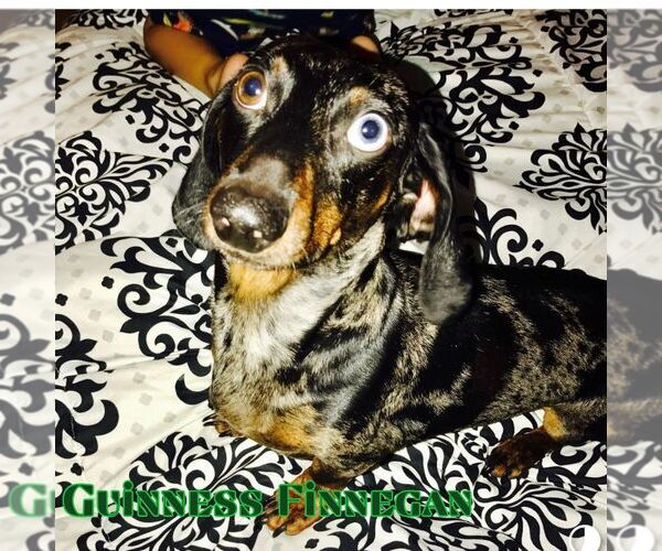 Medium Photo #8 Dachshund Puppy For Sale in San Antonio, TX, USA