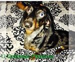 Small #7 Dachshund
