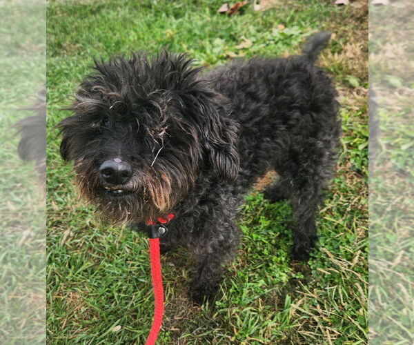 Medium Photo #2 Mutt Puppy For Sale in Walnutport, PA, USA