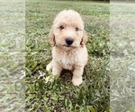 Small Photo #46 Goldendoodle Puppy For Sale in WEST PLAINS, MO, USA