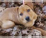 Small American Staffordshire Terrier-Labrador Retriever Mix