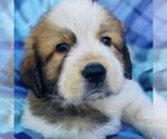 Monster's Inc Pup - Randall - Male Great Pyrenees-Unknown Mix Dog for Adoption - Small photo