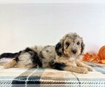 Small #3 Bernedoodle (Miniature)