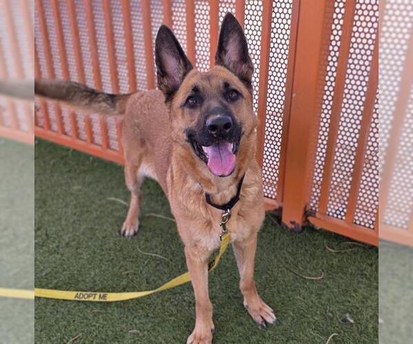 Medium Photo #1 German Shepherd Dog-Unknown Mix Puppy For Sale in Las Vegas, NV, USA