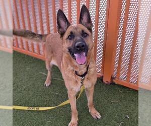 German Shepherd Dog-Unknown Mix Dogs for adoption in Las Vegas, NV, USA