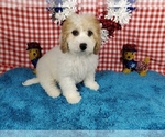 Puppy Romeo Bernedoodle (Miniature)