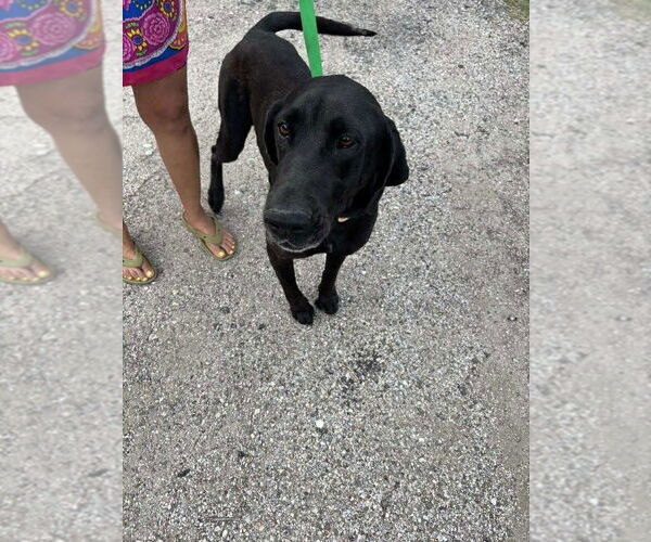 Medium Photo #2 Great Dane-Labrador Retriever Mix Puppy For Sale in Bullard, TX, USA