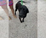 Small #1 Great Dane-Labrador Retriever Mix