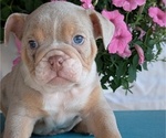 Small #8 English Bulldog